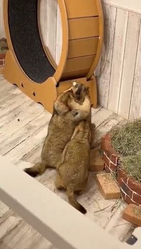 けんかをしているように見えますが、実は…（提供：マーモットカフェ「マーモット村」さん）
