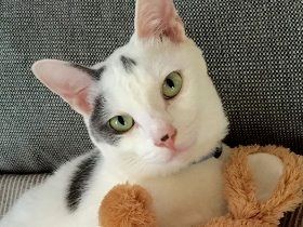 道路をフラフラ歩いていた子猫　保護・譲渡されオシャレな名前に