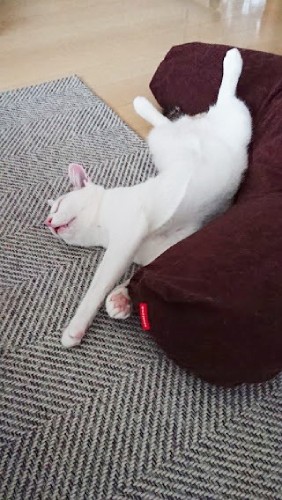 どこでも、寝落ち（ユウコさん提供）