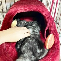 生後3カ月のころ、お迎え翌日には撫でるとへそ天になった虎くん（画像提供：寿々さん）