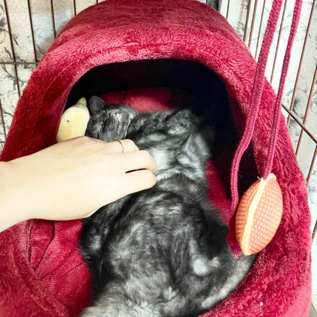 生後3カ月のころ、お迎え翌日には撫でるとへそ天になった虎くん（画像提供：寿々さん）