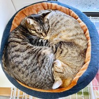 2024年、猫団子になって眠る（左から）椿ちゃん、楓ちゃん（画像提供：ねここさん）