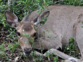 罠で捕獲された野生動物たちの運命は？　考えてほしい命の尊厳