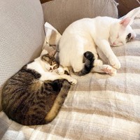 おとうふちゃんと一緒に。少し触れていると安心だにゃ