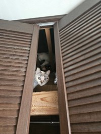保護時、様子を窺う猫（「ちまきなころんINよねっこはうす」さん提供）