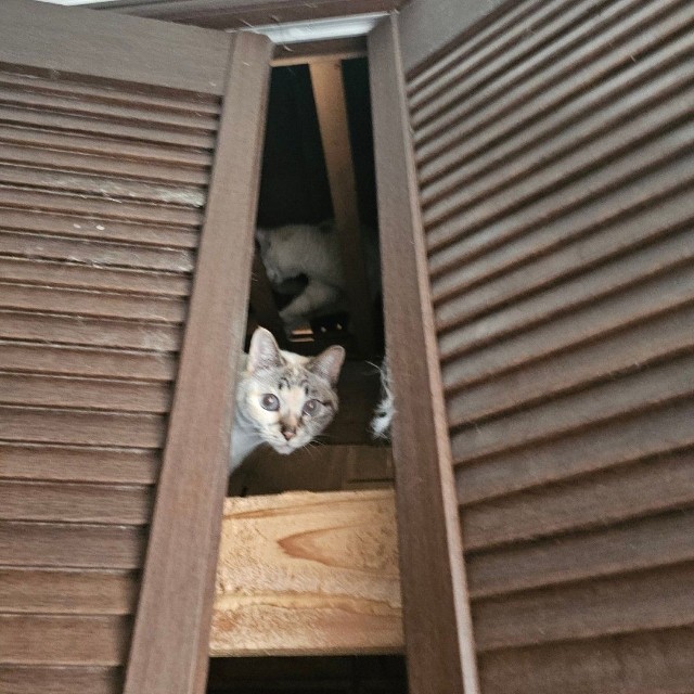 保護時、様子を窺う猫（「ちまきなころんINよねっこはうす」さん提供）