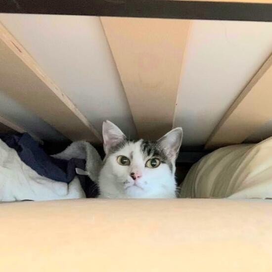 家にきたころの「ムッカ」