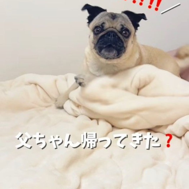 大好きな『父ちゃん』と聞き、起き上がるももこちゃん（提供：＠momokopug.0822さん）
