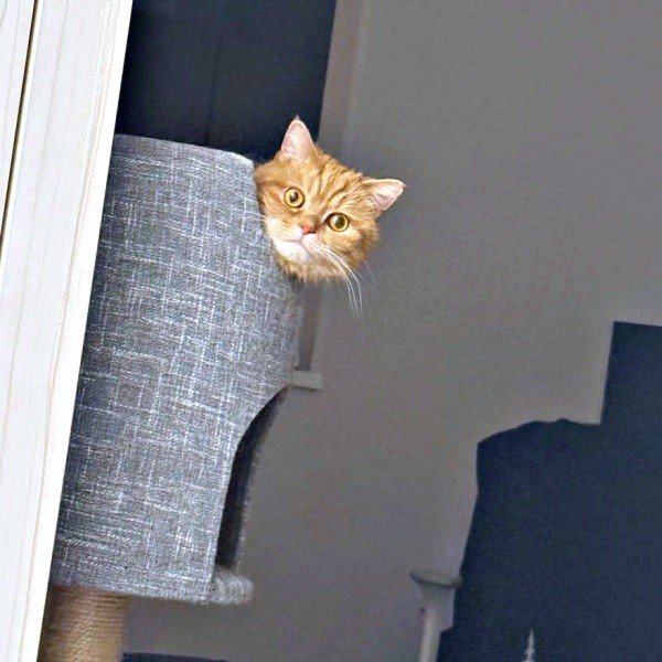キャットタワーからひょっこり顔をのぞかせるにゃむちゃん（画像提供：にゃむさん）