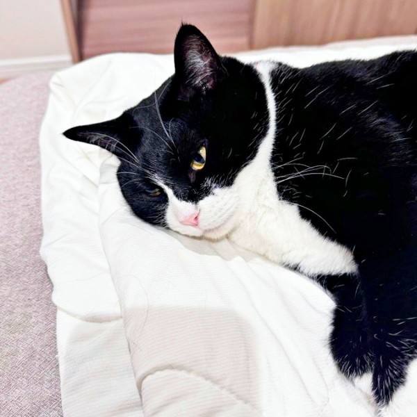 「枕にされる猫」。くうちゃんにお尻を枕にされつつくつろぐはちちゃん（画像提供：hachi_quuさん）