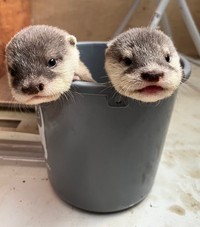 提供　新屋島水族館