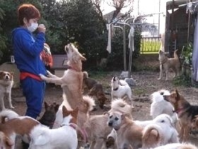 多頭飼育崩壊で家に犬60匹　NPO、保護施設建設に支援求める