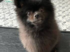 4歳の誕生日おめでとう！　いつもニコニコ笑顔のポメ「チョコ」