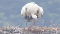 香川・まんのう町で誕生したコウノトリのひなと親鳥　5月18日撮影