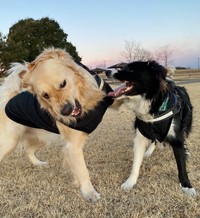 全力でワンプロできる相方がいるのも多頭飼いの魅力（画像提供：たびぼんボダ＆ゴルさん）