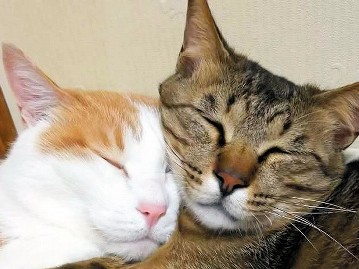 元保護猫７匹のおうち、迷い猫ＪＵＭＰ（２歳）も仲間入り