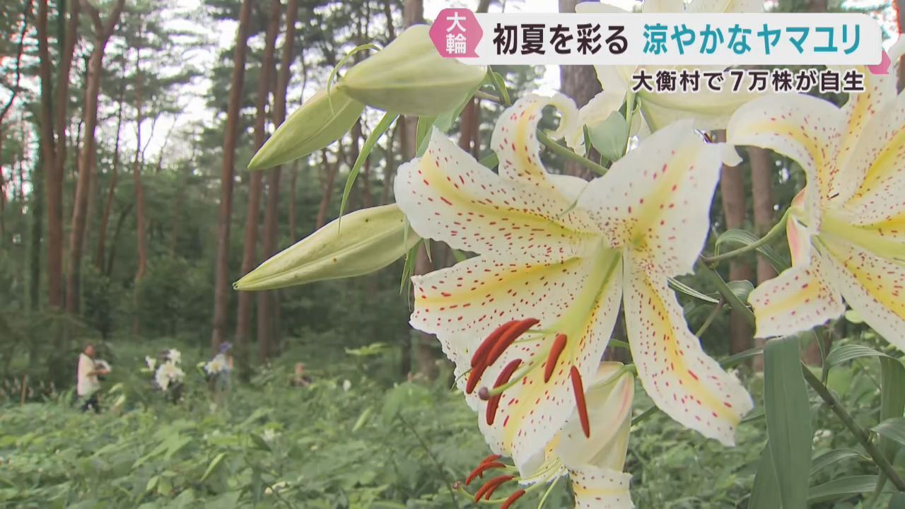初夏を彩るヤマユリが見頃　宮城・大衡村の昭和万葉の森に７万株が自生