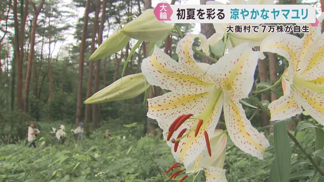初夏を彩るヤマユリが見頃　宮城・大衡村の昭和万葉の森に７万株が自生