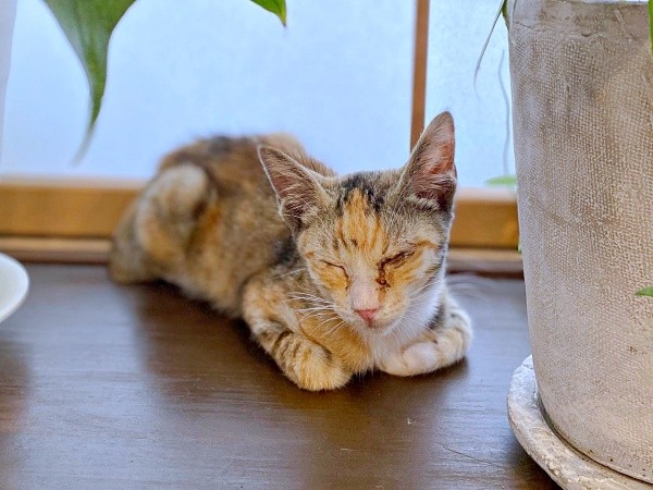 保護翌日、床上に寝そべるさごしちゃん（画像提供：ネムノキさん）