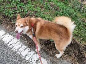 なあに？いま呼んだよね　朝のお散歩中、雑種犬「ダイスケ」