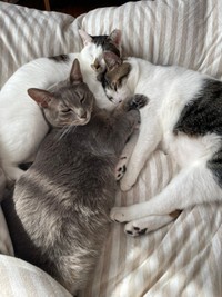 仲良くくっついて眠る（左から）百ちゃん、満天くん、花丸くん（画像提供：*ig*さん）