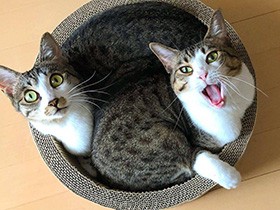 おっきな口にビックリ？　キジシロ姉妹「すーぷ」と「まりね」