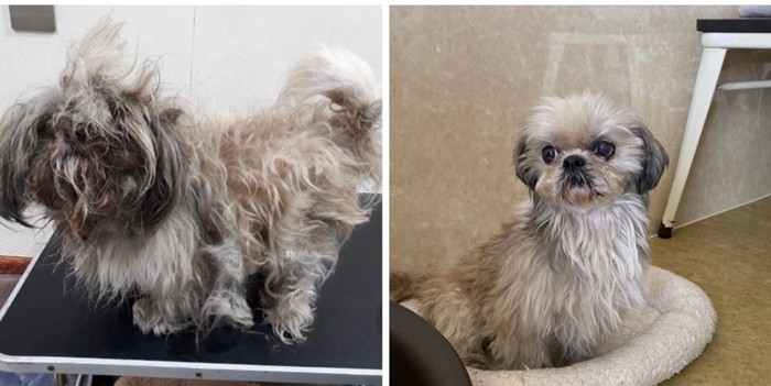 公園に遺棄されていた「ケンタ」。左は保護当時の様子。粘膜や皮膚が悪い状態が続いています。まだうまく人にも甘えられず、心身ともにケアが必要です（ケンの家提供）