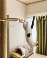 脅威の身体能力！ 高所からジャンプで降りるトルテくん（画像提供：トルぽたさん）