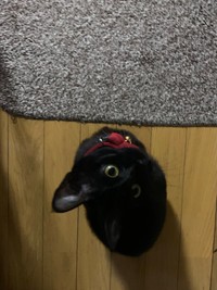 見上げる仕草もかわええ