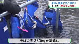 名産の寒ざらしそば　仕込み作業が始まる　宮城・川崎町