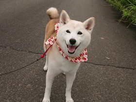 ２０２１相思相愛で賞　柴犬「姫子」