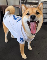 大谷選手のユニフォームを着たうにちゃん（画像提供：柴犬のうにさんと白柴のふぐさん）