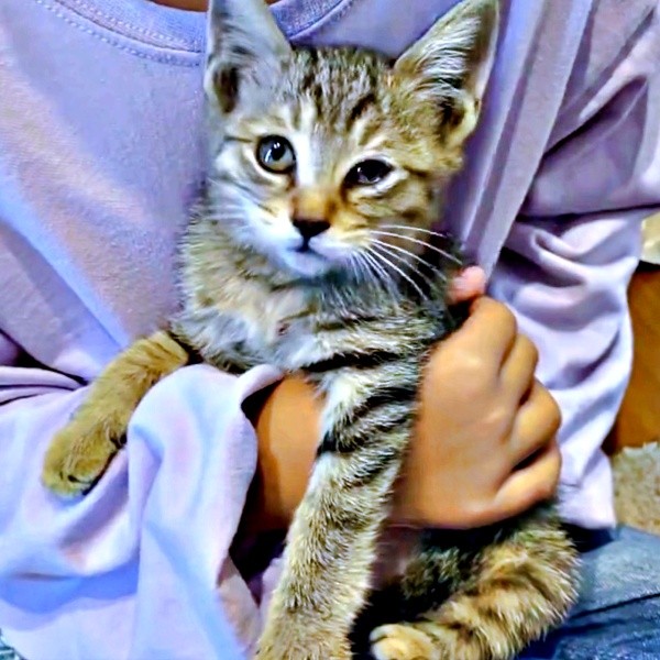 抱っこされて甘えるこまちゃん（画像提供：むぎさん）