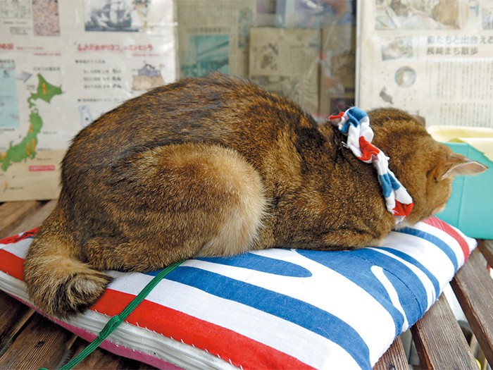 クッキー君も「尾曲がり猫」