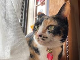 子猫時代からヤンチャな元保護猫の「あずき」　家族に元気や癒やしを与える存在に　