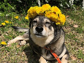 保護犬の「マメ」 タンポポの花冠を作ってもらってごきげん