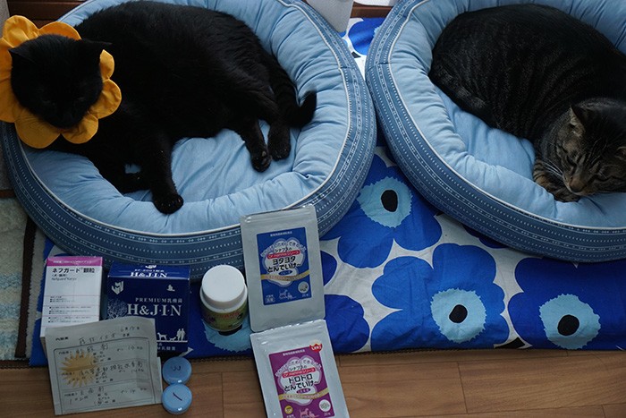 日に二度インシュリンを打つほか、慢性膵炎のための内服薬や健康補助食品も。「イヌオばっかり。それ美味しい？」と、はっぴーは不思議そう