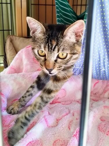 家にきたころの「てん」