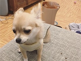 いまは反省中のチワワ「てい」　楽しいときは思い切り笑うよ