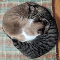 後輩猫おりーぶくんと猫団子になって眠るこぼんくん（右）