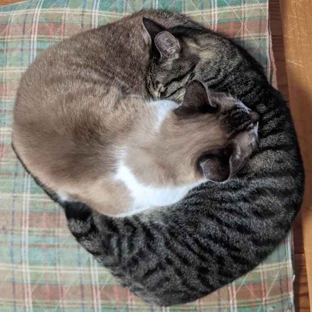 後輩猫おりーぶくんと猫団子になって眠るこぼんくん（右）