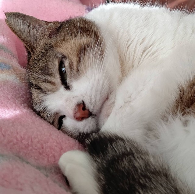 お昼寝中、そっと抱きしめたくなる