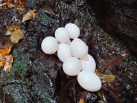 滝の横に落ちていた謎の白い球体／あっきーさん（@yamabocchi）提供