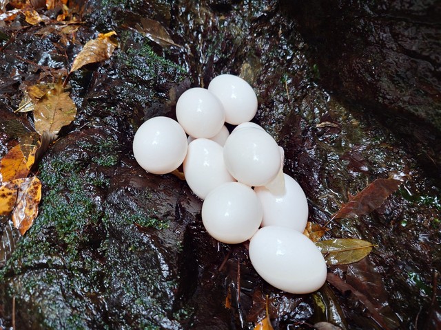 滝の横に落ちていた謎の白い球体／あっきーさん（@yamabocchi）提供