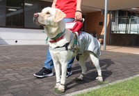 【資料写真】関西盲導犬協会の盲導犬（２０２４年、亀岡市曽我部町）