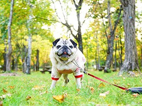 リスがどんぐり食べてたよ　３年かけて出会えたパグ「こまめ」