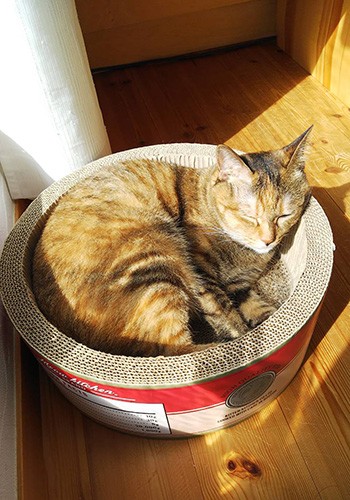 「おやすみ」（由美さん提供）