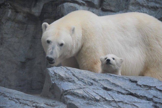 ユキとフブキ＝2021年4月 男鹿水族館GAO提供
