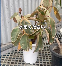 見切り品として販売されていました（提供:さくまる 観葉植物再生プロジェクト）