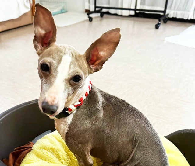 小桃よりも回復が早かった小梅